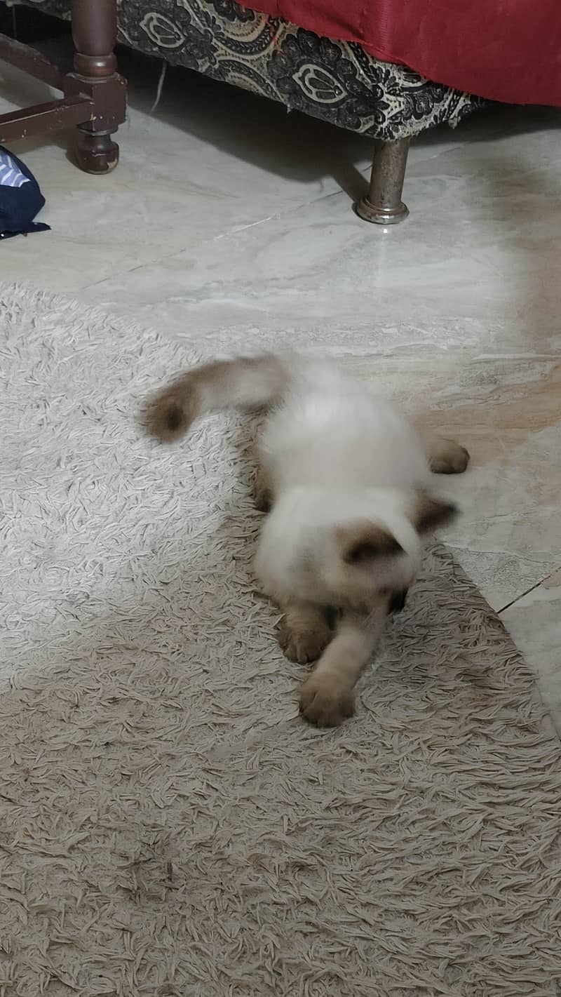 Siamese  kitten 3