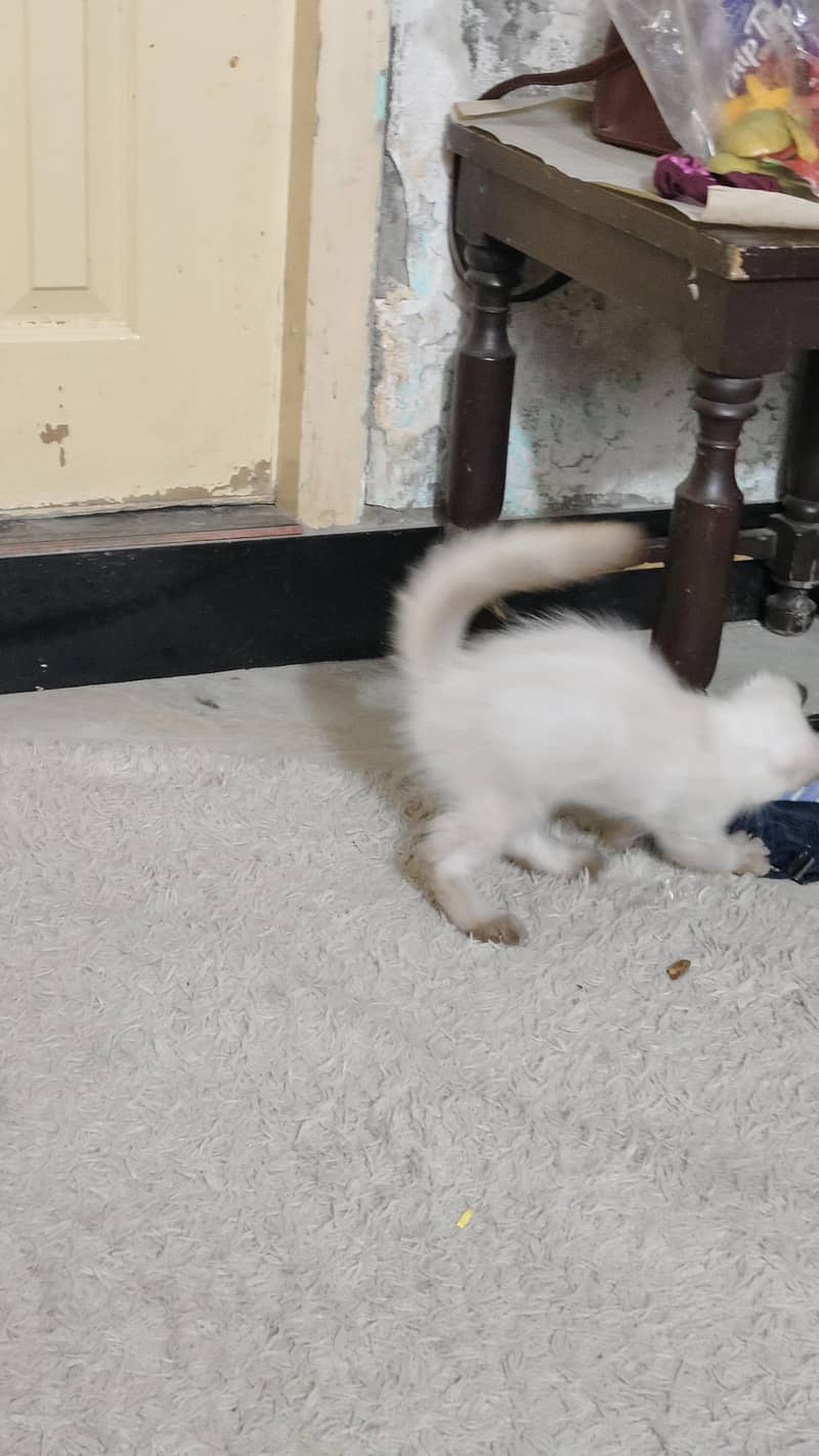 Siamese  kitten 4