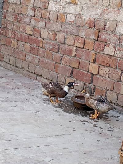 ducks for sale