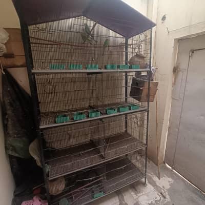 pinjra cage k Sath Australia parrots h