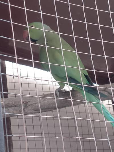breader pair for sell and cage 03206087873wthp
