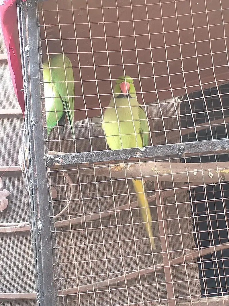 breader pair for sell and cage 03206087873wthp — photo 2