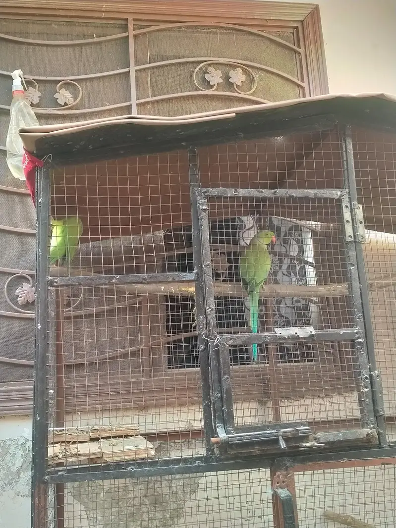 breader pair for sell and cage 03206087873wthp — photo 3