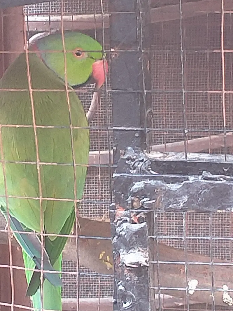 breader pair for sell and cage 03206087873wthp — photo 4