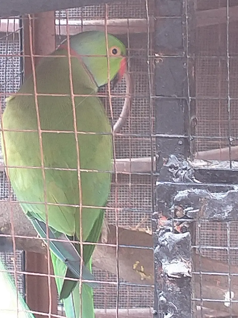 breader pair for sell and cage 03206087873wthp — photo 5