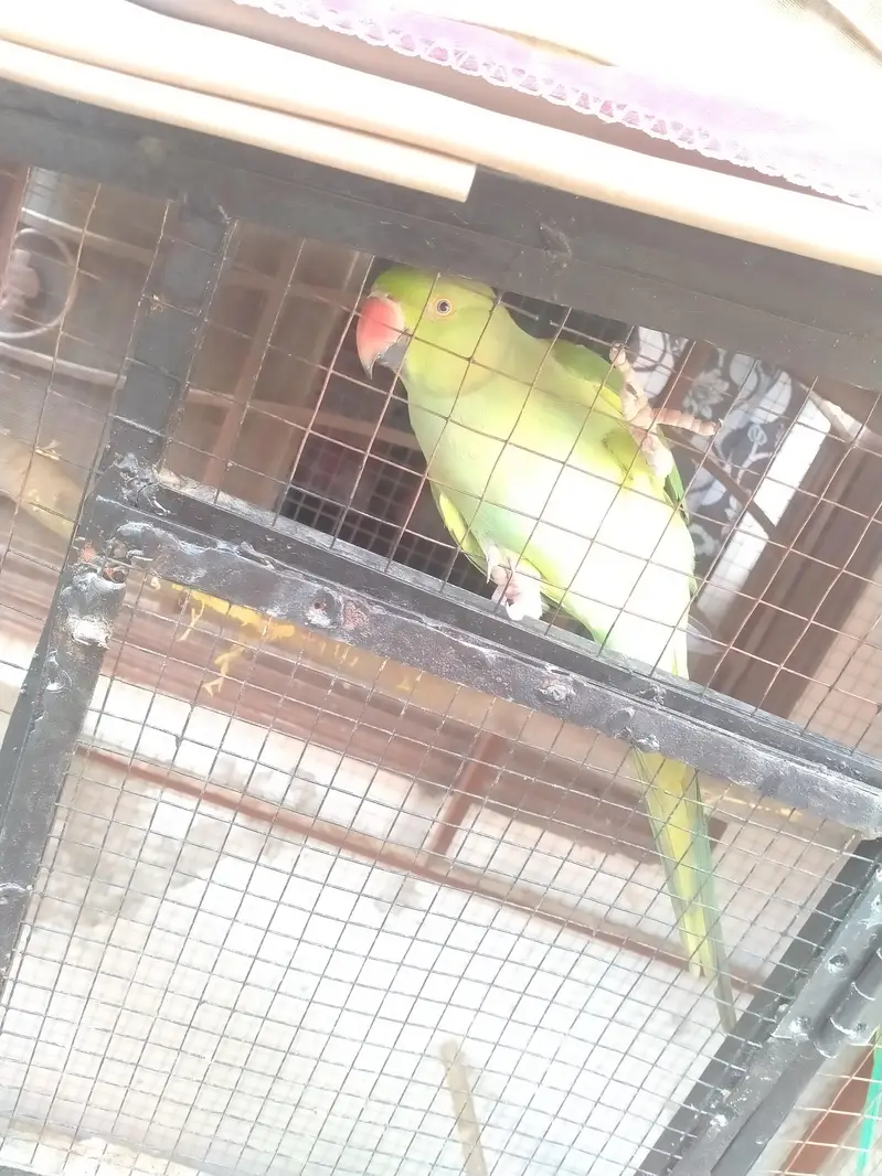 breader pair for sell and cage 03206087873wthp — photo 6