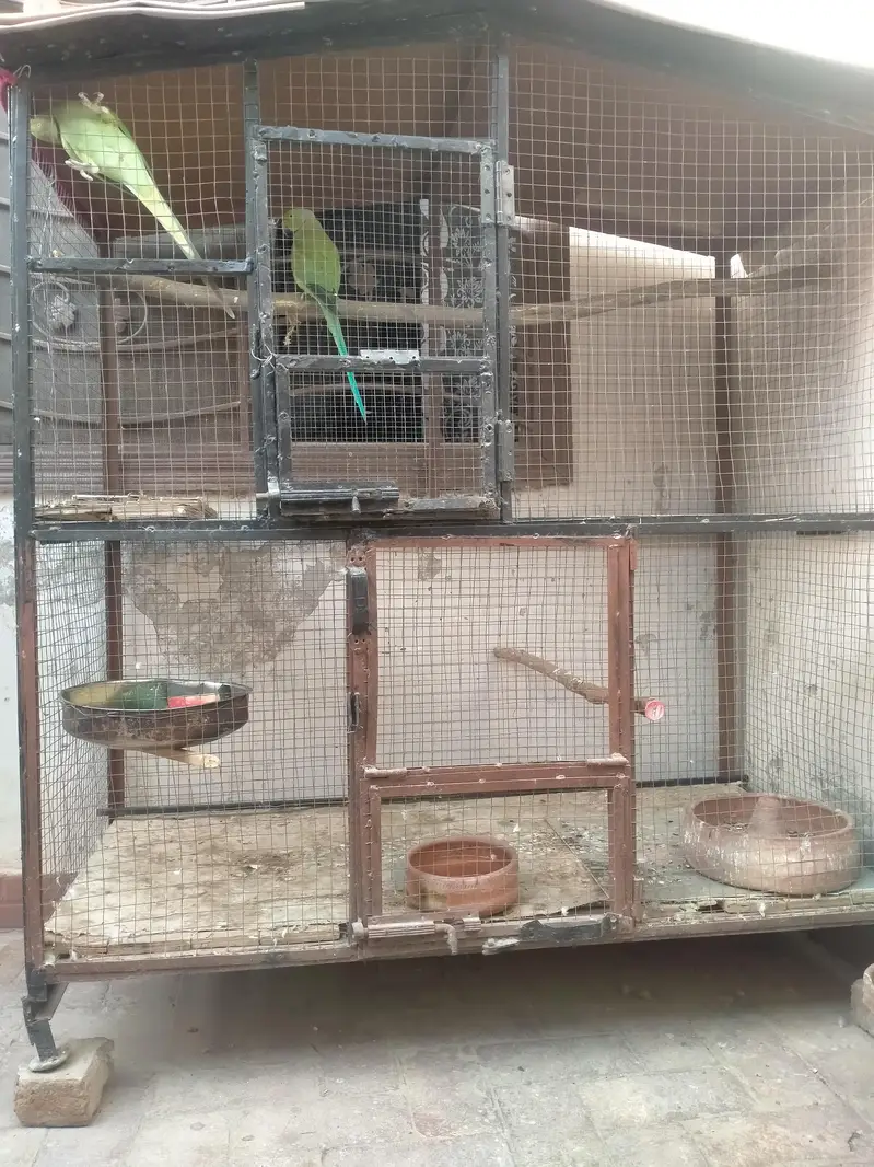 breader pair for sell and cage 03206087873wthp — photo 7