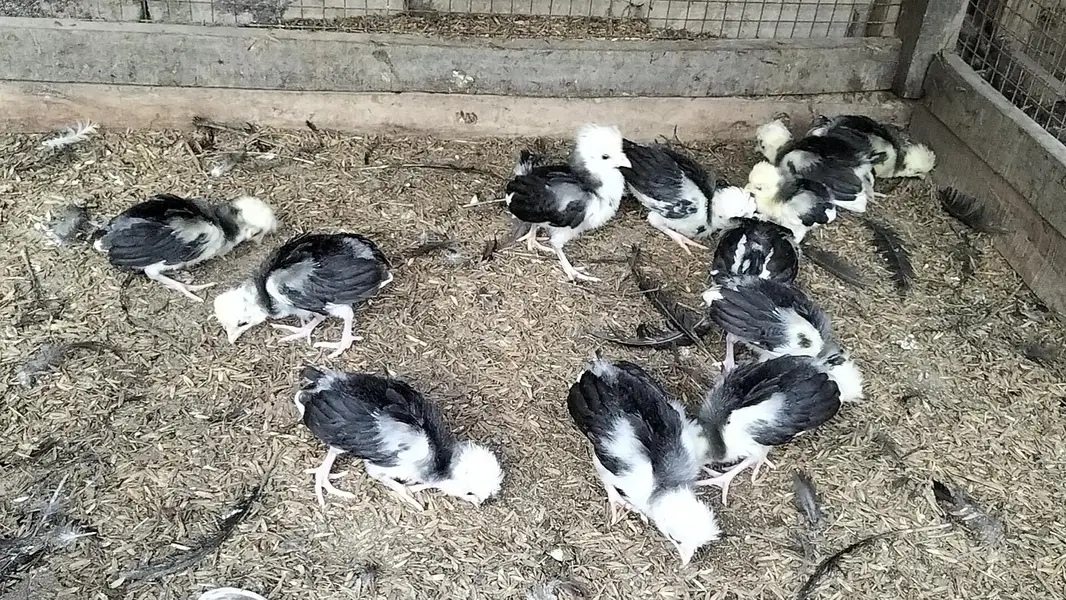 Black Polish Chicks — photo 2