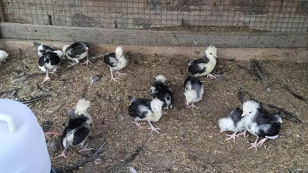 Black Polish Chicks — photo 3