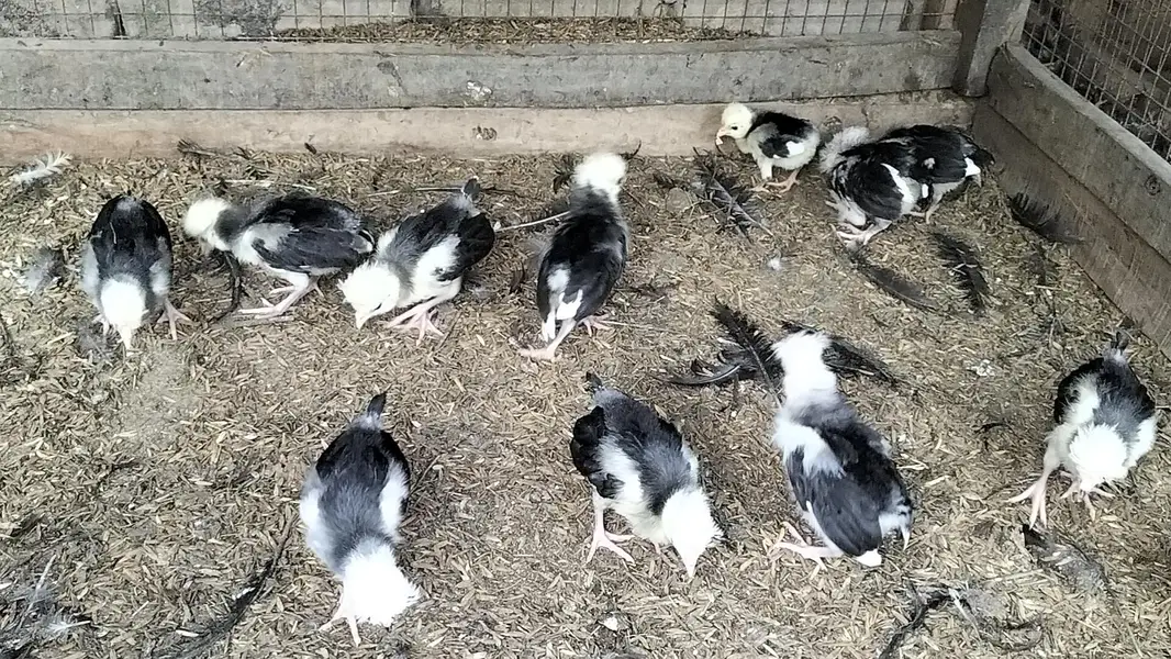 Black Polish Chicks — photo 4