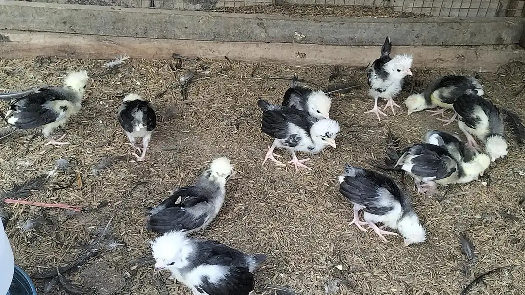 Black Polish Chicks — photo 5