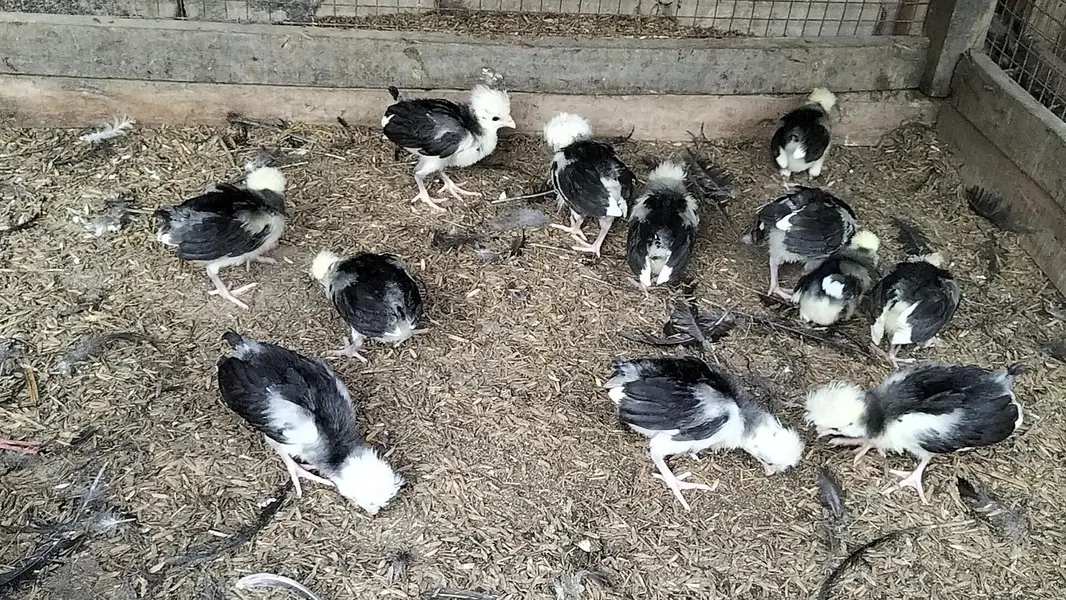 Black Polish Chicks — photo 6