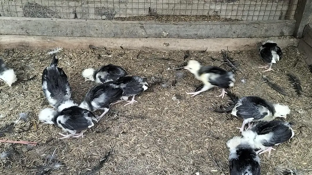 Black Polish Chicks — photo 7