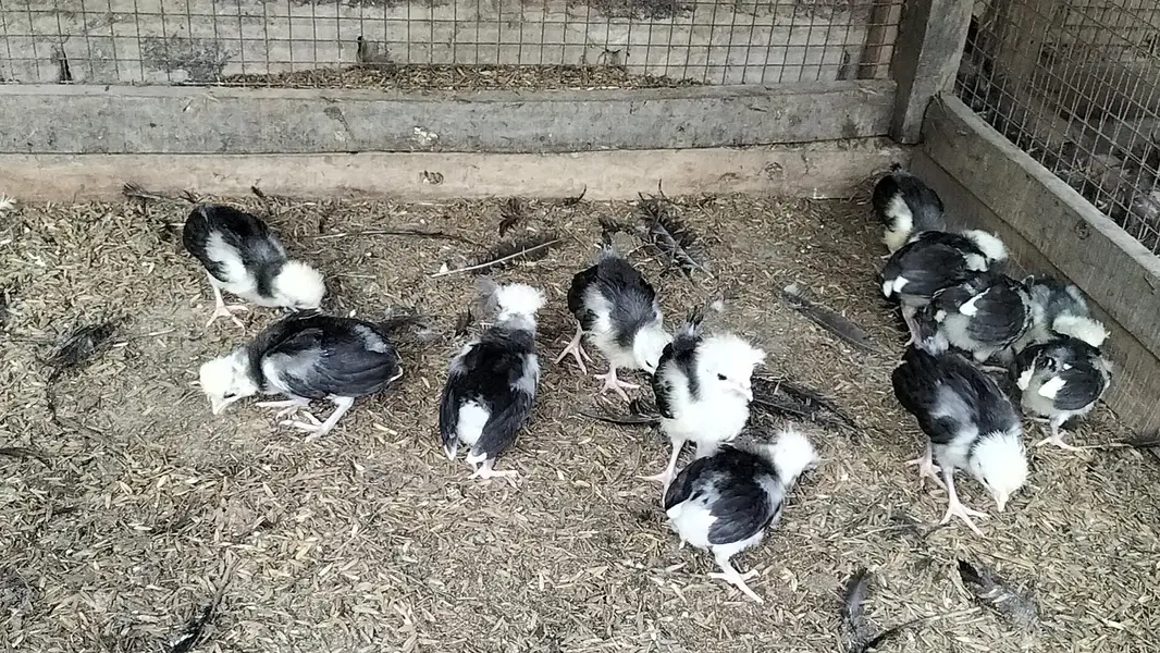 Black Polish Chicks — photo 8