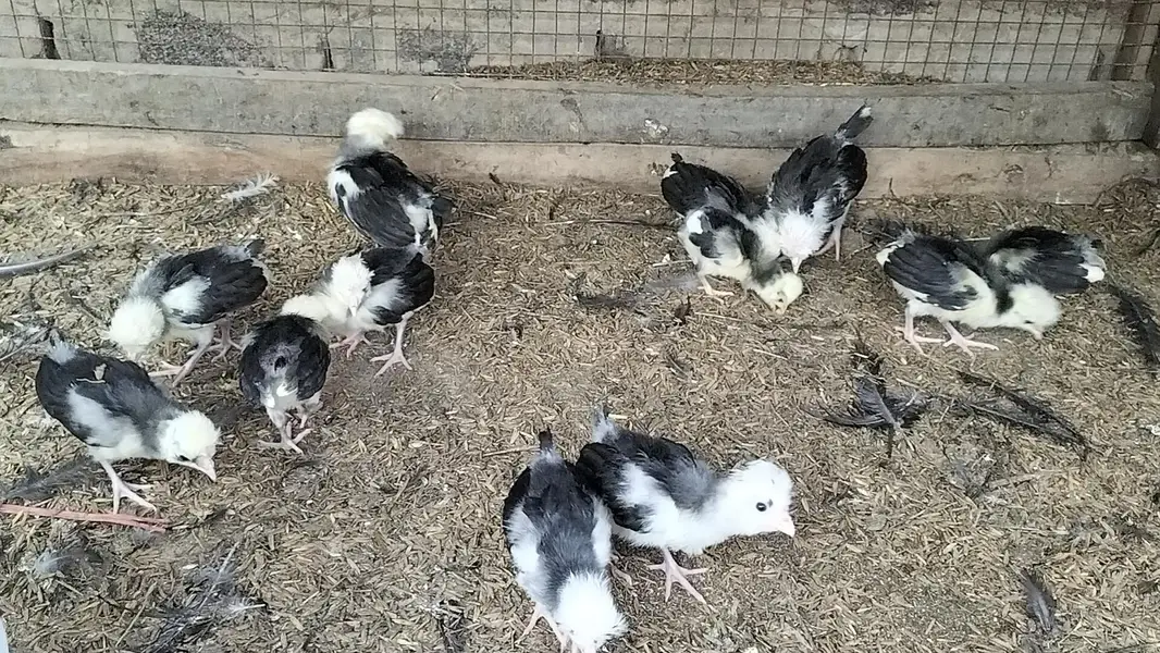 Black Polish Chicks — photo 9