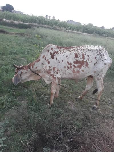 Cholistani cow