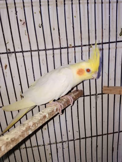 Cream Cocktail Male