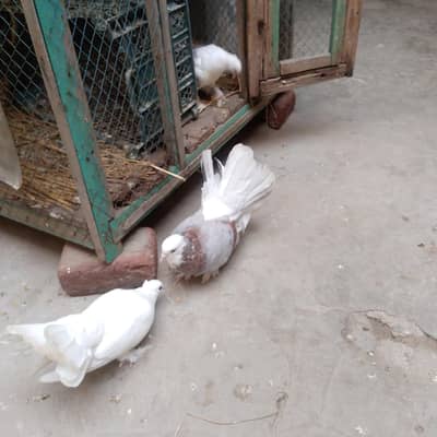 pigeon  لکے کبوتر