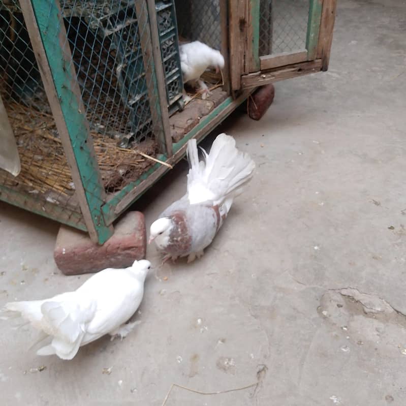 pigeon  لکے کبوتر 0