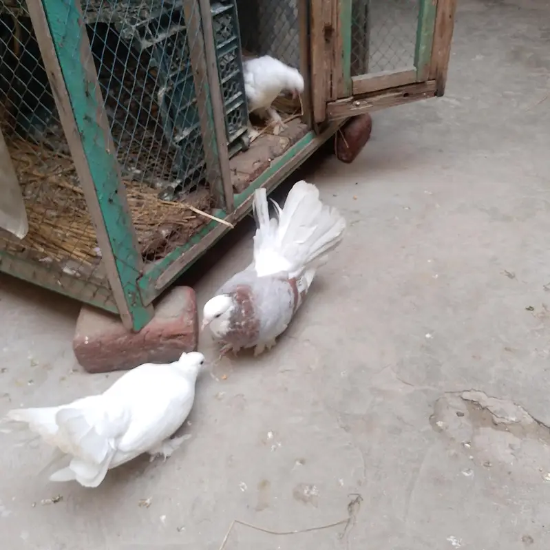 pigeon  لکے کبوتر