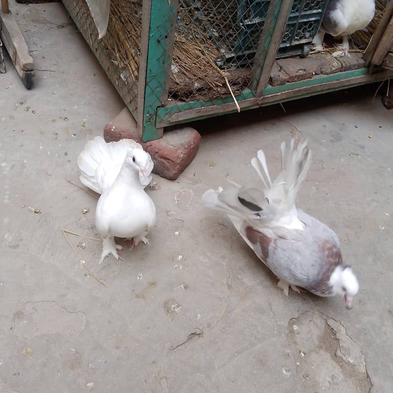 pigeon  لکے کبوتر 1