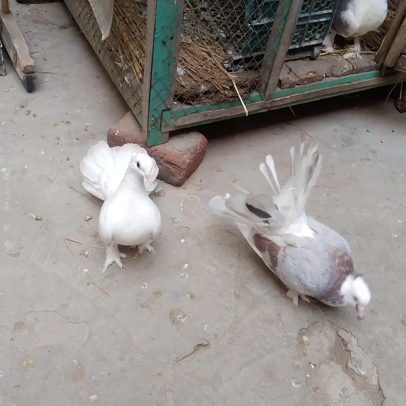 pigeon  لکے کبوتر — photo 2