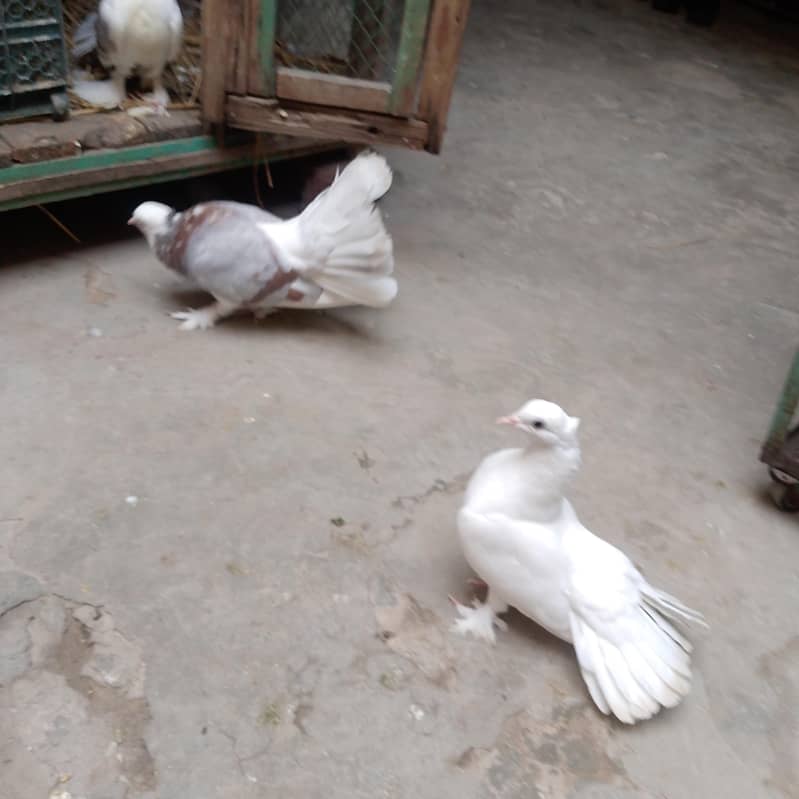 pigeon  لکے کبوتر 2