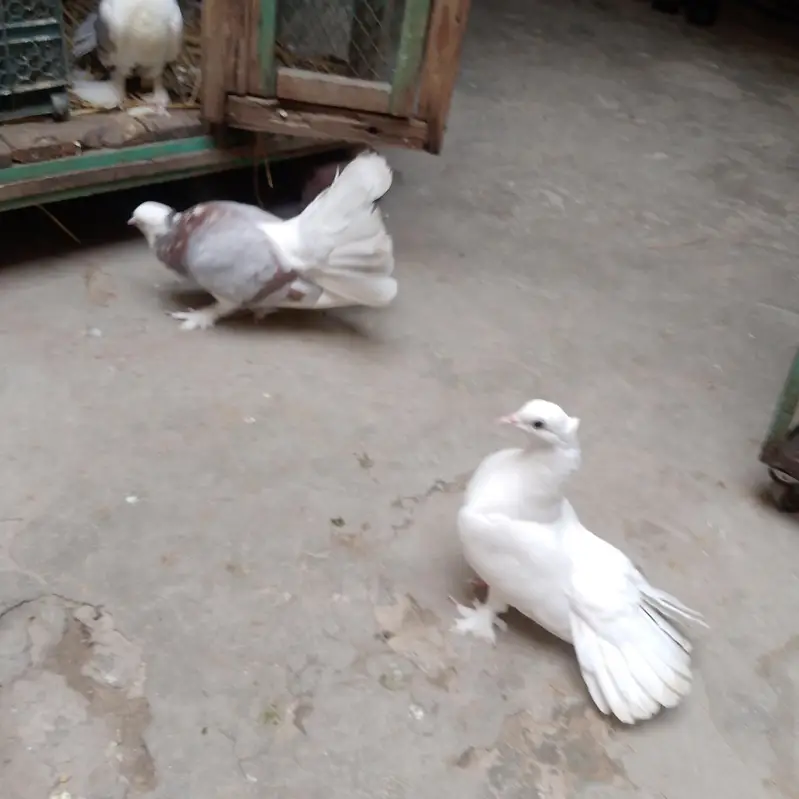 pigeon  لکے کبوتر — photo 3