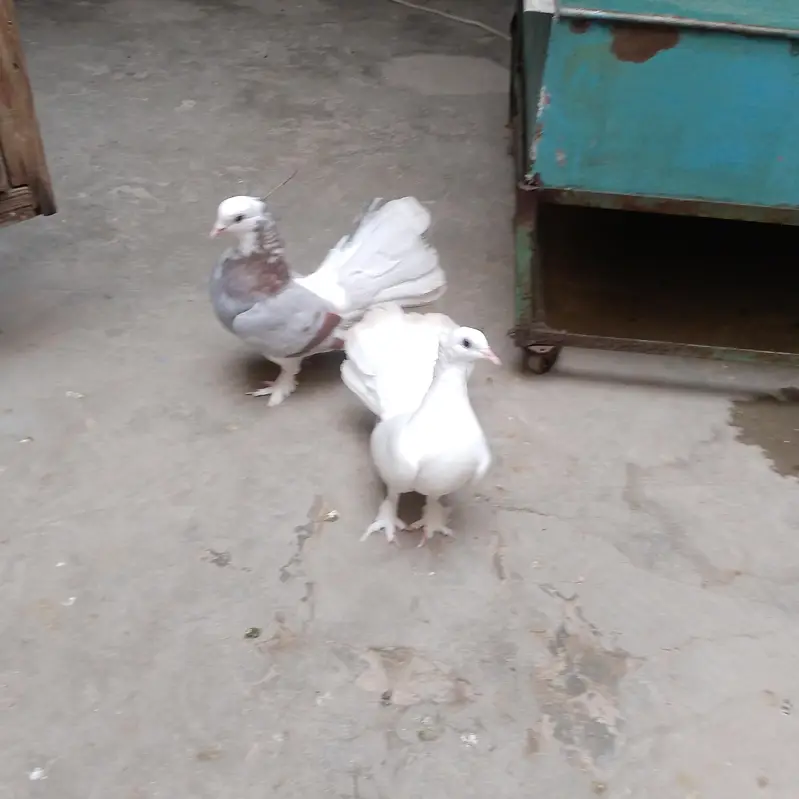 pigeon  لکے کبوتر — photo 4