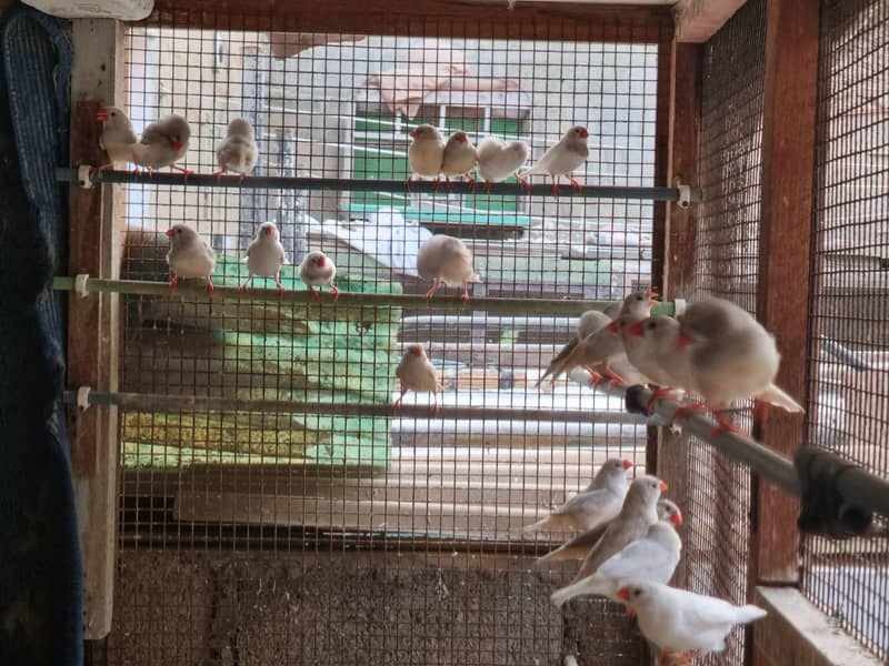 FINCH AND JAVA FOR SALE 1