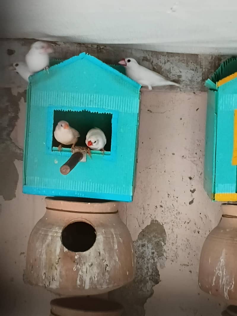FINCH AND JAVA FOR SALE 2