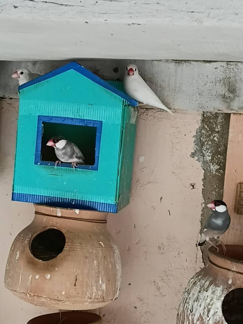 FINCH AND JAVA FOR SALE 3