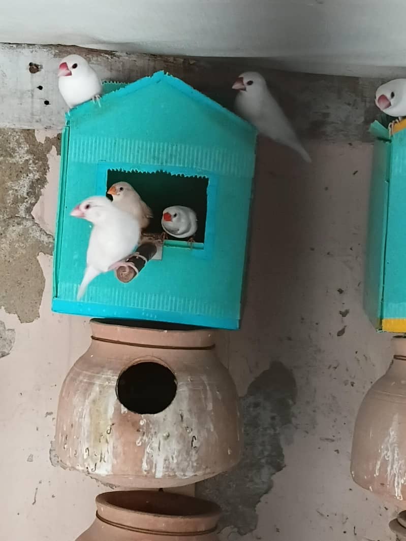 FINCH AND JAVA FOR SALE 4