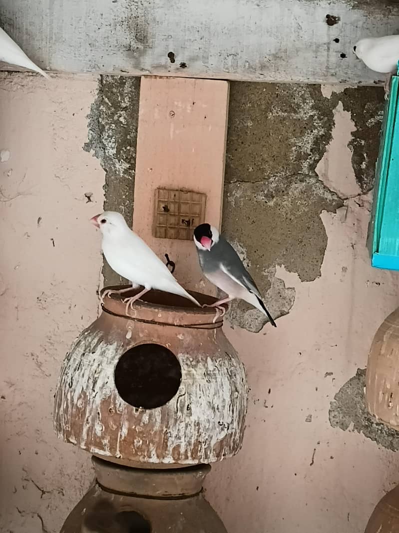 FINCH AND JAVA FOR SALE 5