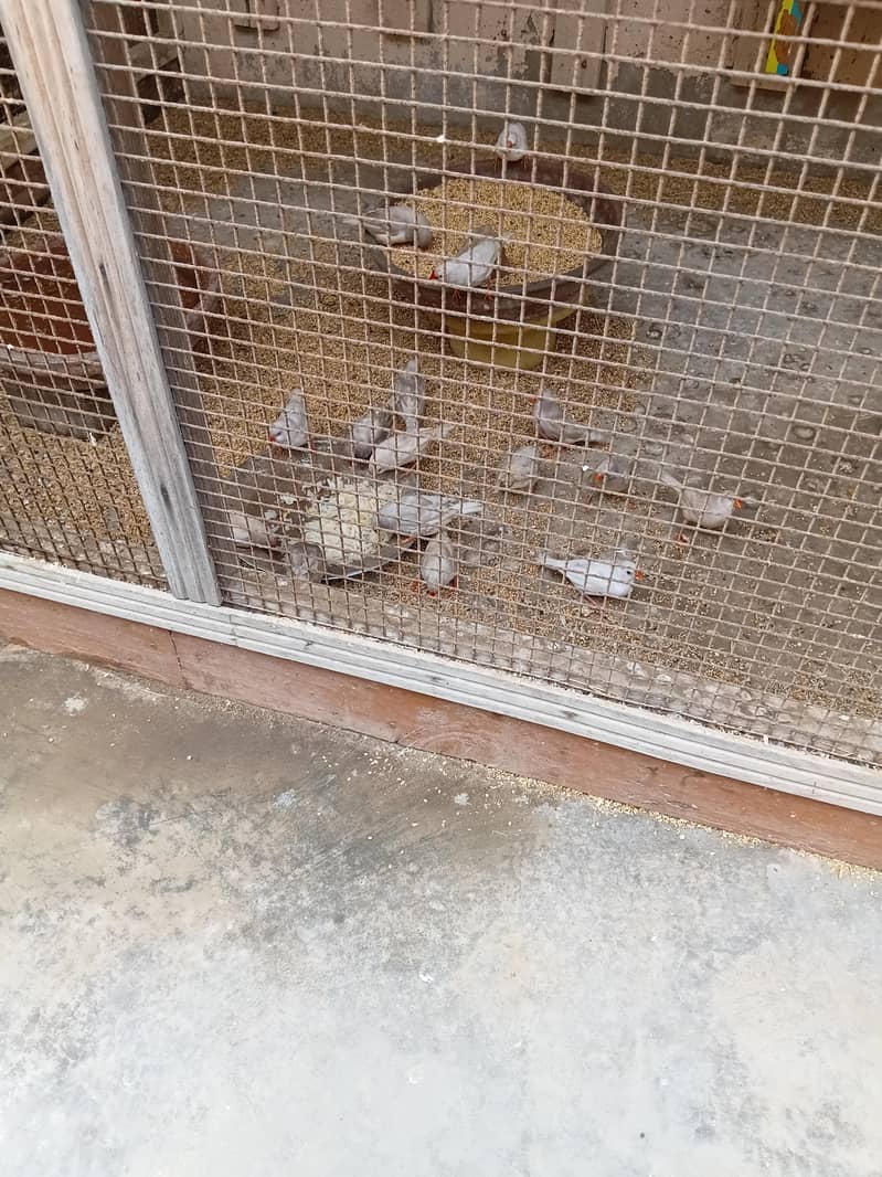 FINCH AND JAVA FOR SALE 6