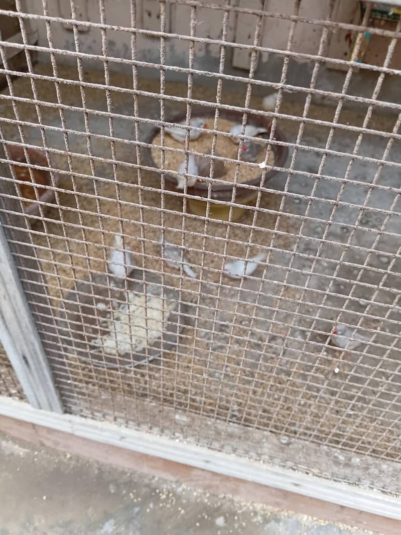 FINCH AND JAVA FOR SALE 7