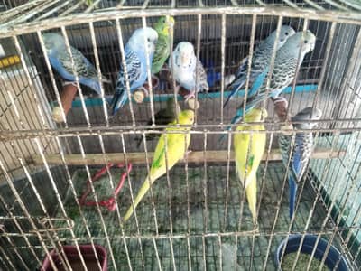 Home breed budgies