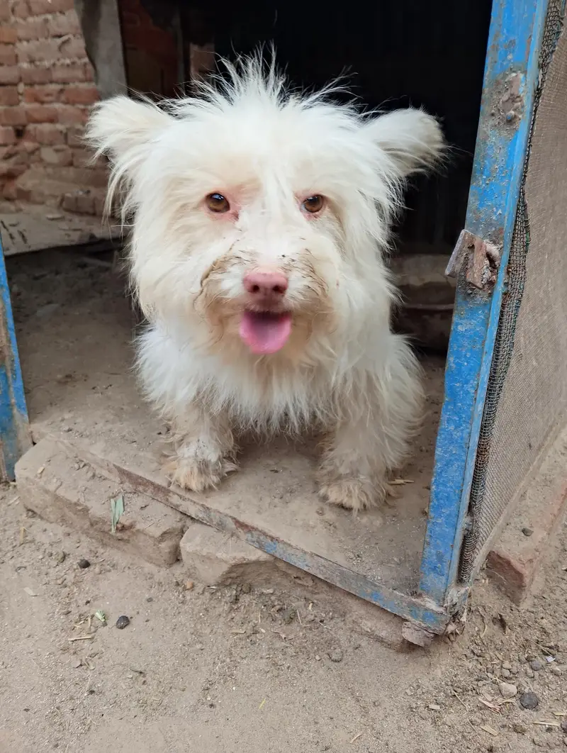 Russian Small dog