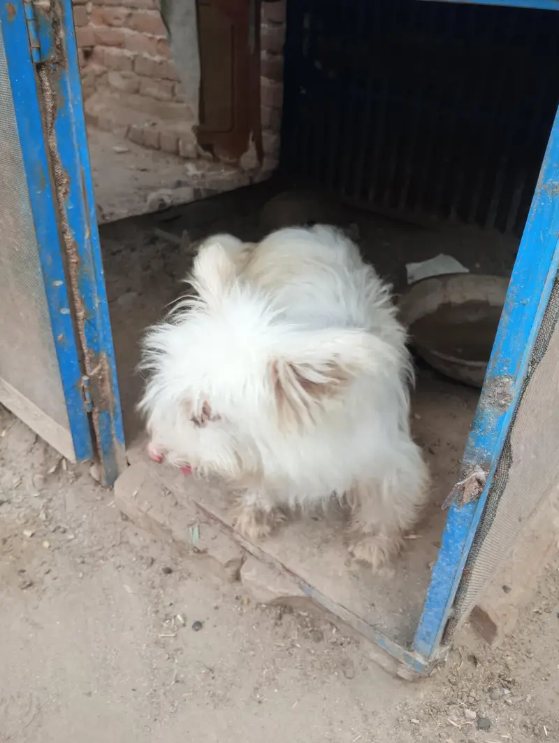 Russian Small dog — photo 2
