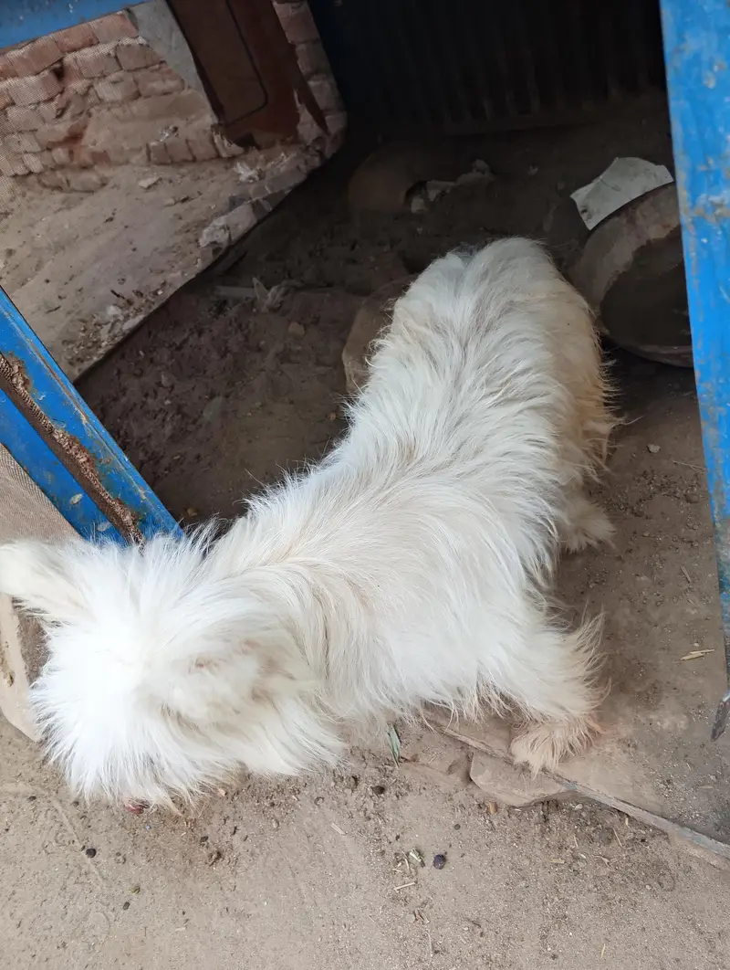 Russian Small dog — photo 3