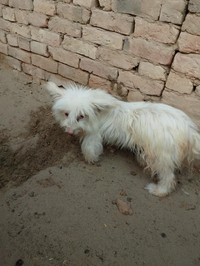 Russian Small dog — photo 4