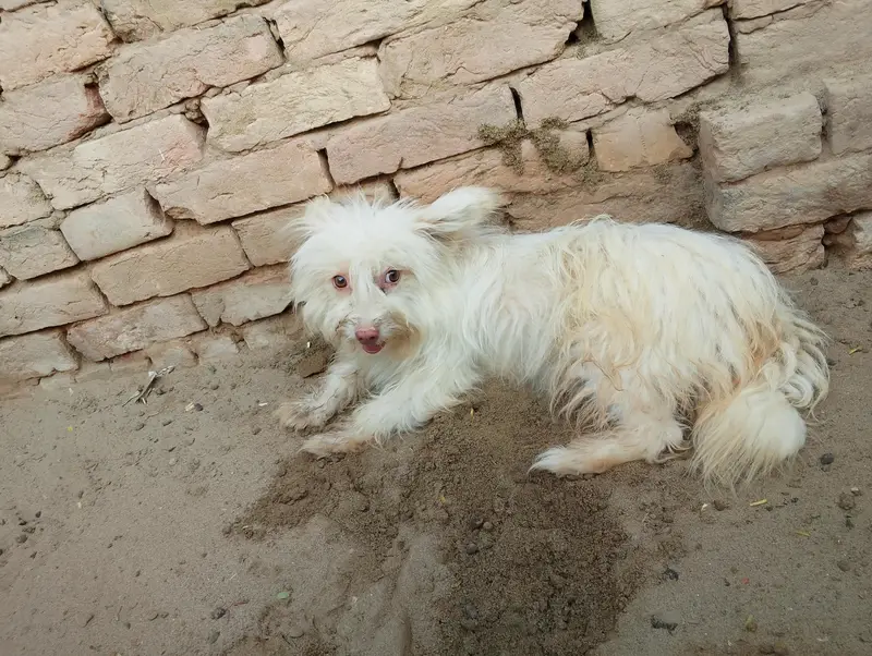 Russian Small dog — photo 5