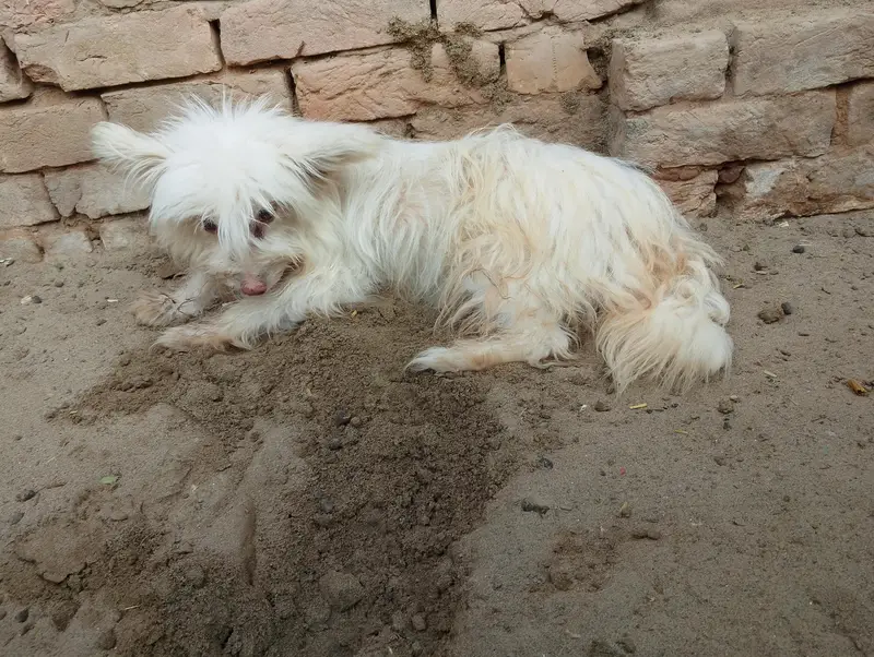 Russian Small dog — photo 6