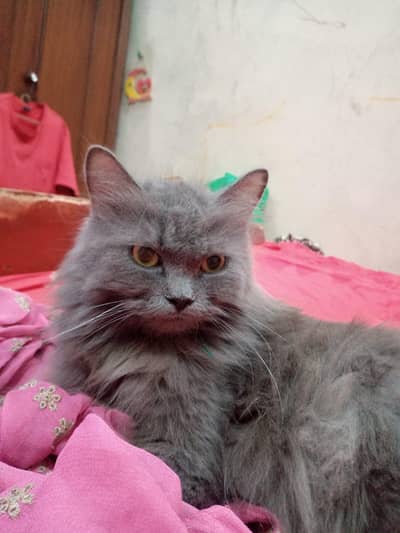 Beautiful pure grey  Persian cat for sale. contact 033/624/349/74