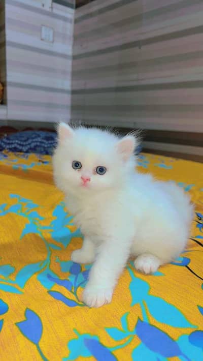 kitten for sale