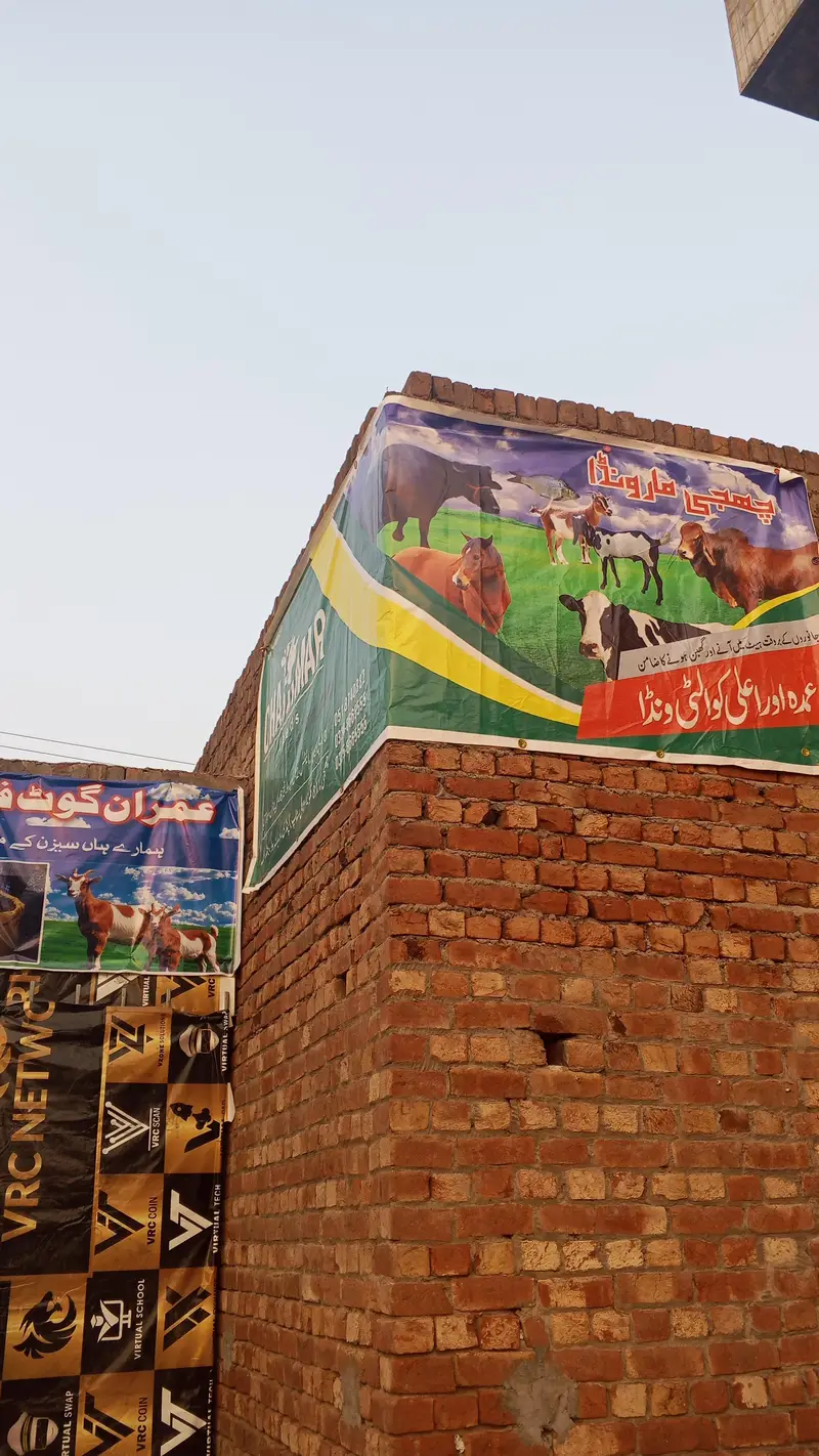 جانوروں کے لیے بہترین میسہ دستیاب ہے ۔ — photo 6