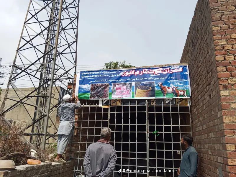 جانوروں کے لیے بہترین میسہ دستیاب ہے ۔ — photo 7