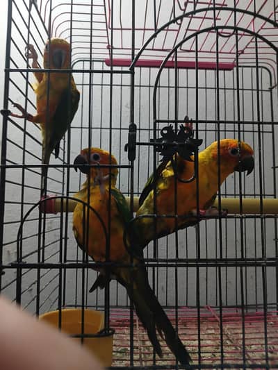 Handtame Sunconure Parrot Male with fresh DNA