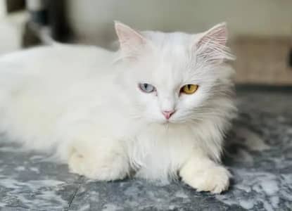 Persian white oded cat