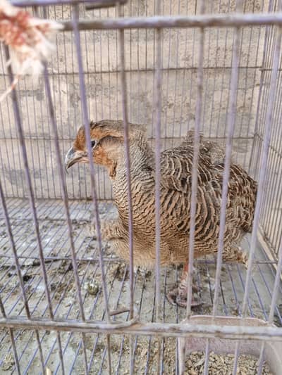 Gray Francolin